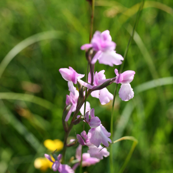 Anacamptis palustris